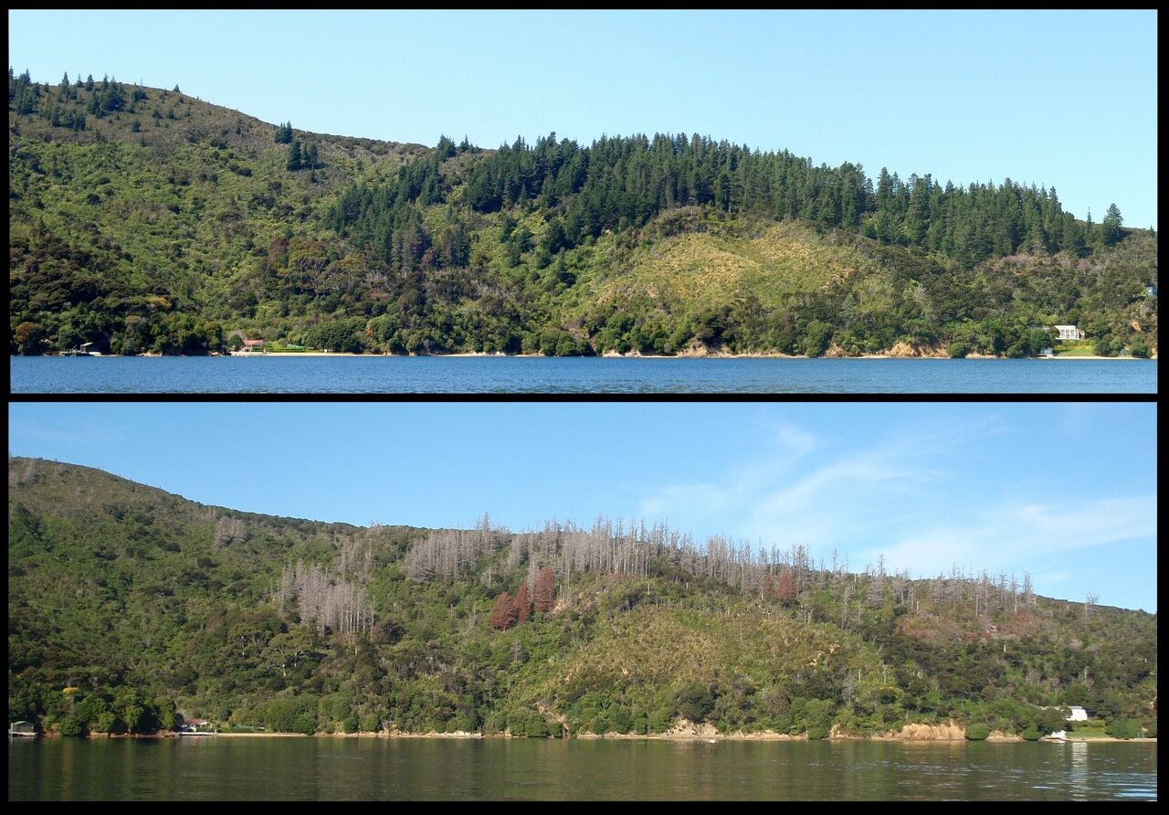 Before and after treatment in Blackwood Bay, Queen Charlotte Sound.