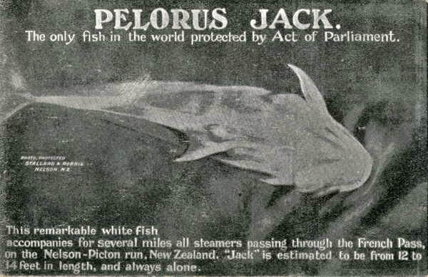 pelorus-jack-postcard