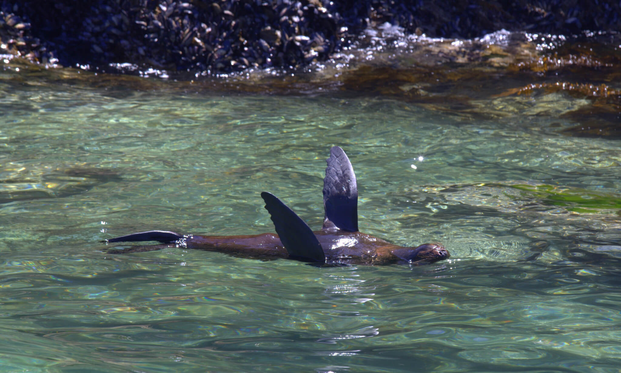 Snaps of Summer Entry. "Swimming Lessons" by Tamzin Henderson.