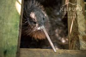 kiwi-kaipupu