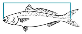 measuring-finfish-267-112