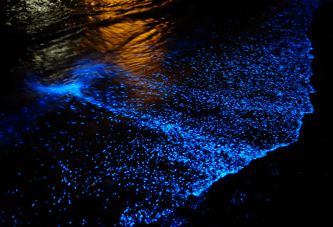 The Ocean's Glow - Marlborough Marinas