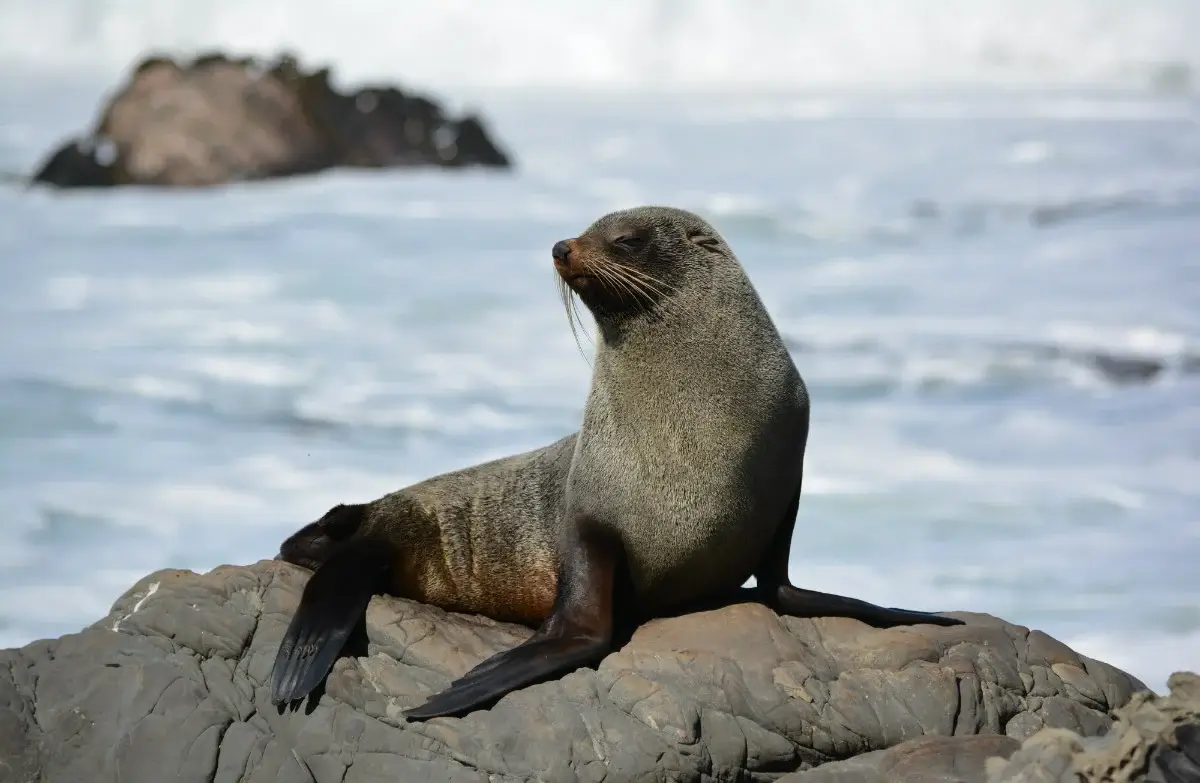 Seals in the Marina - Marlborough Marinas